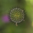 Unknow Flower